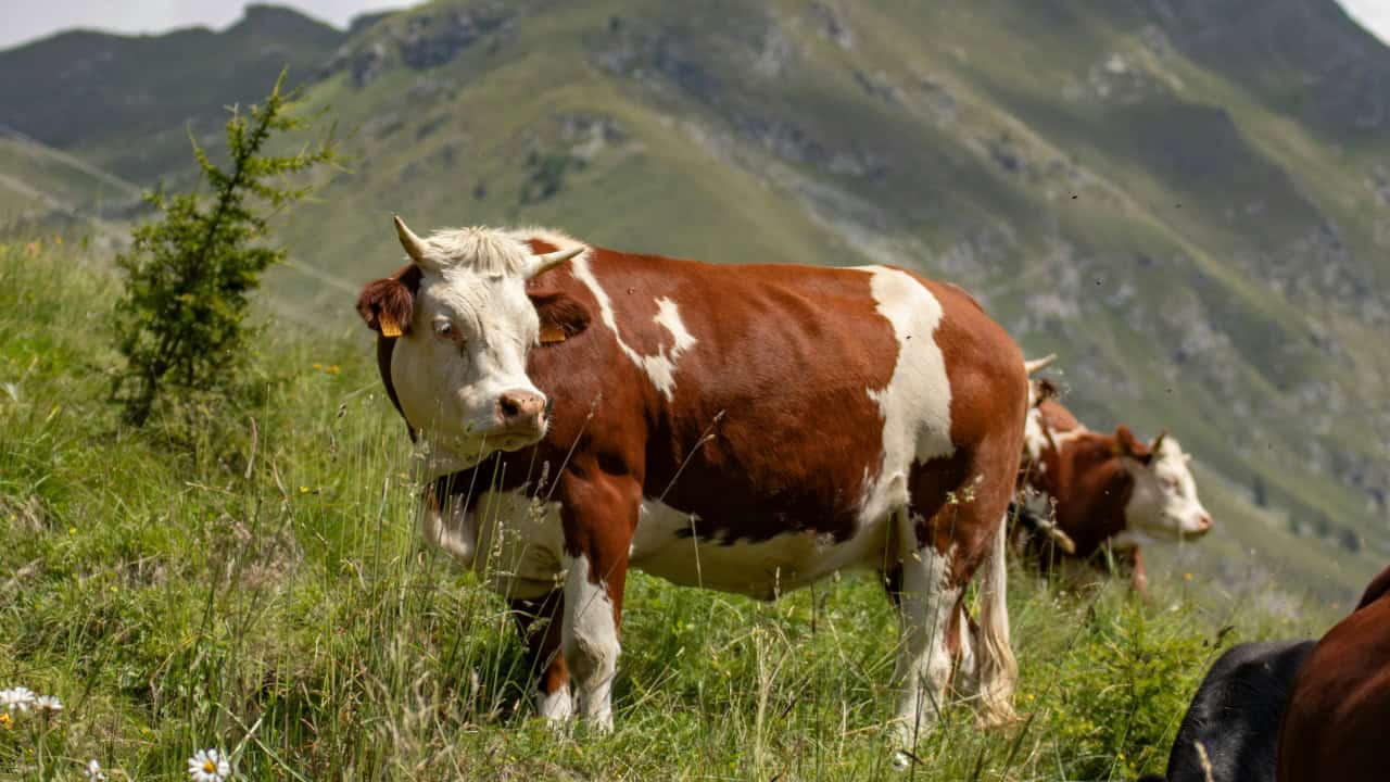 Cows grazing on a mountainside