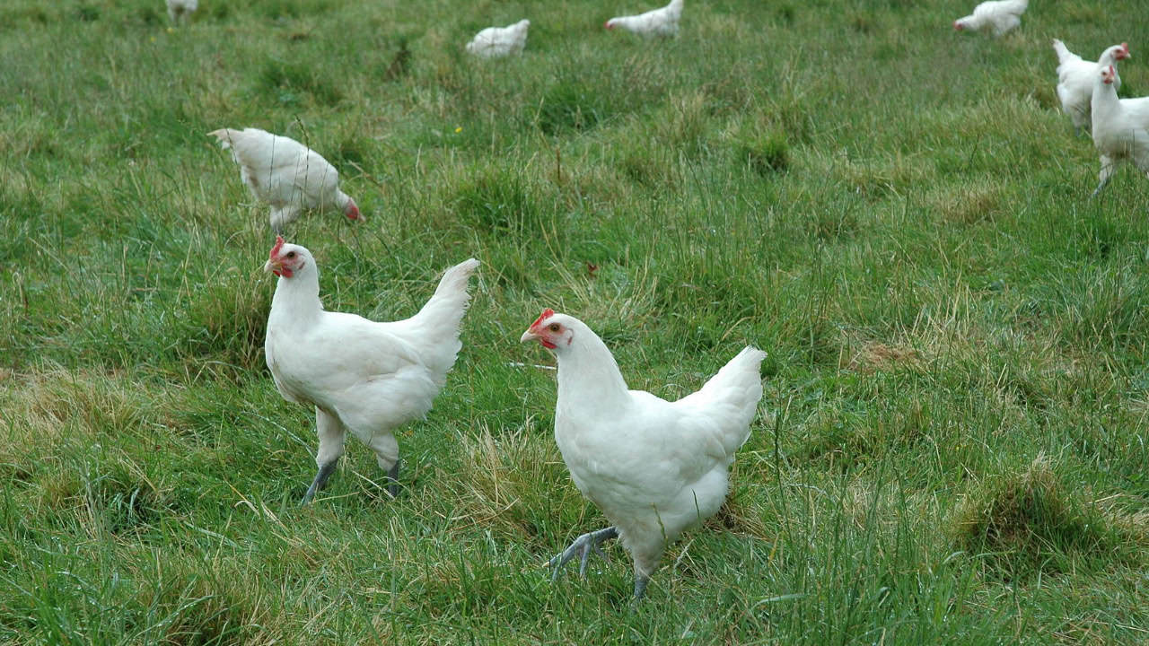 White Bresse de Bény chickens