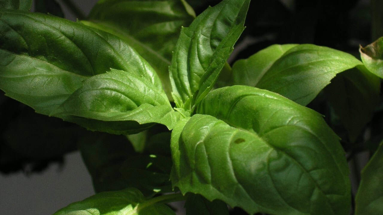 Image Credit: Cliff Hutson - CC BY 2.0/Wiki Commons