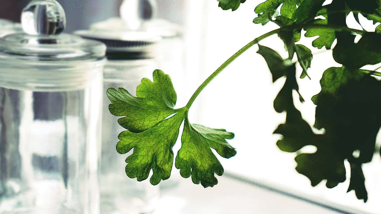 Suzy Hazelwood/Pexels