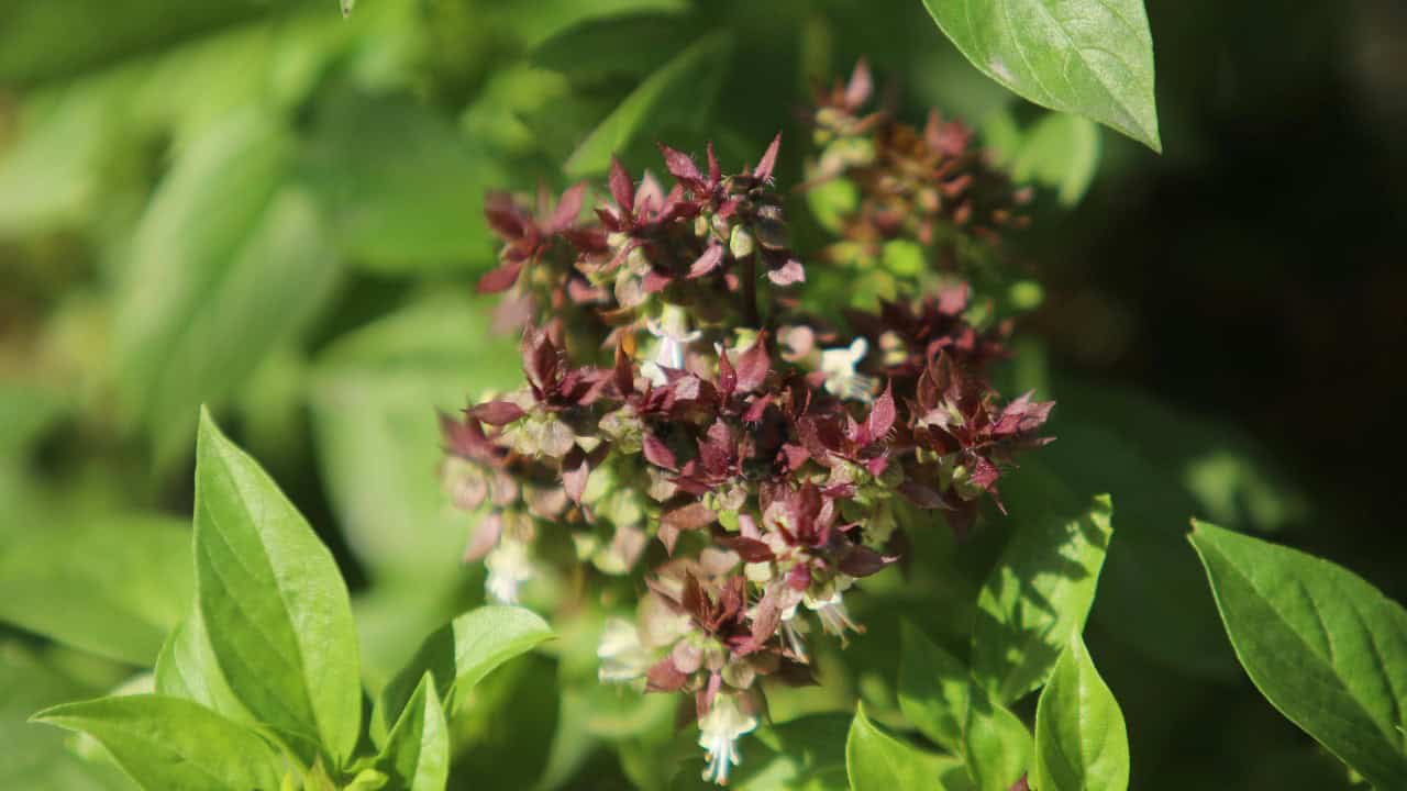 Ibrahim Ansari/Pexels