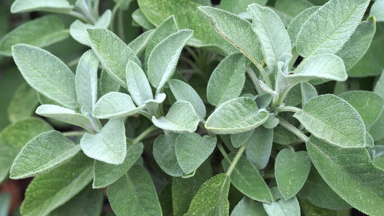 Image Credit: Agnieszka Kwiecieล, Nova - CC BY-SA 4.0/Wiki Commons