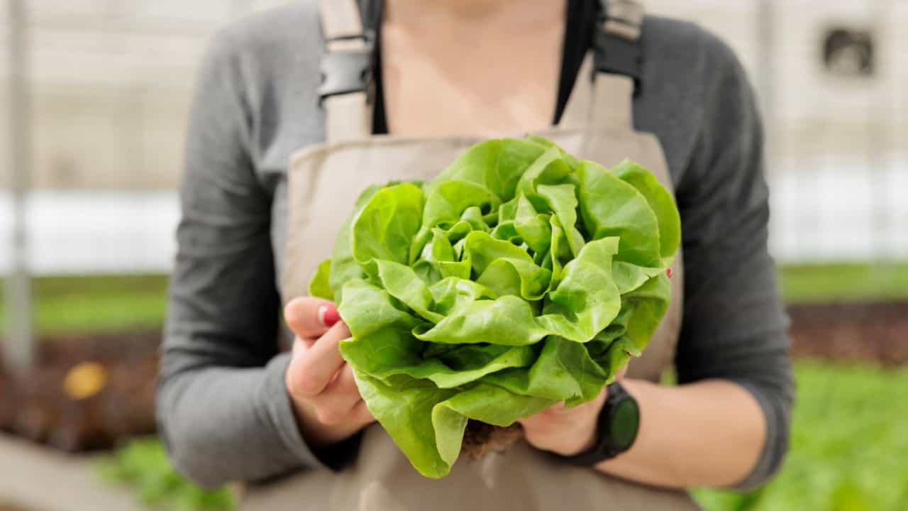 Close up of sustainable fresh green lettuce crop harvest