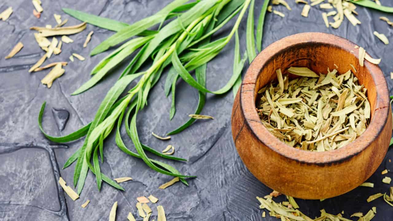 Tarragon or estragon.Fresh and dry tarragon herb